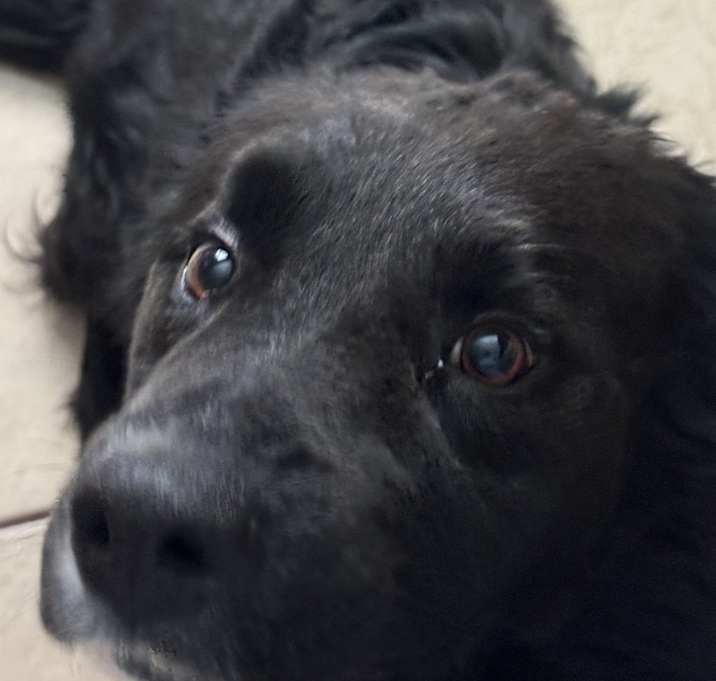 Photo of Maximus