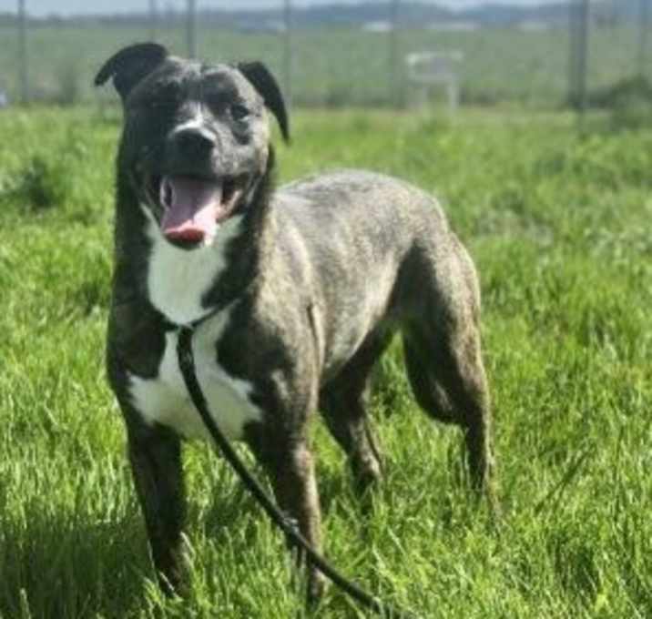 Photo of Milano aka Millie
