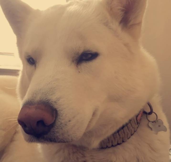 Photo of Koda