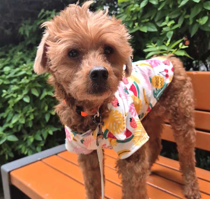 Photo of Teddy (HDS)