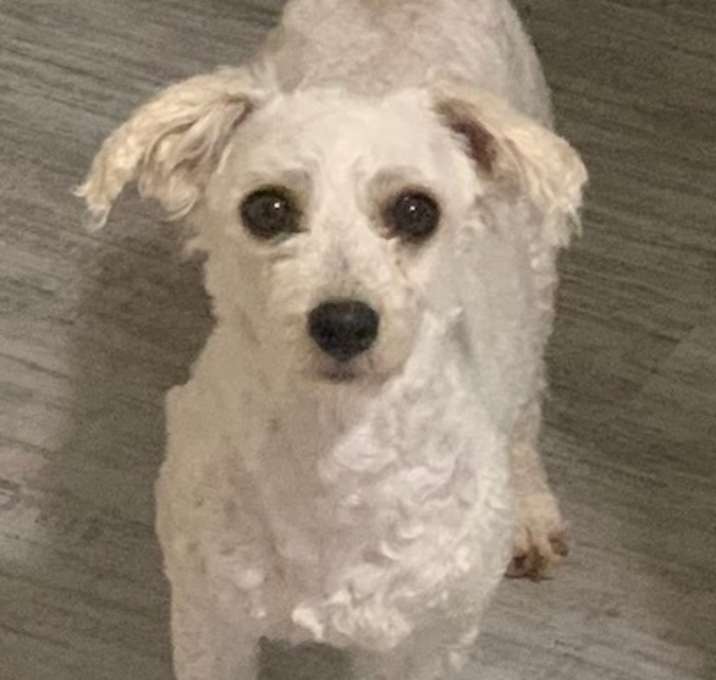 Photo of Opal