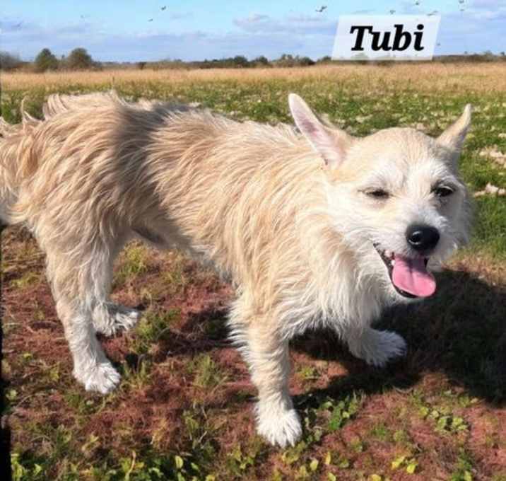 Photo of Tubi