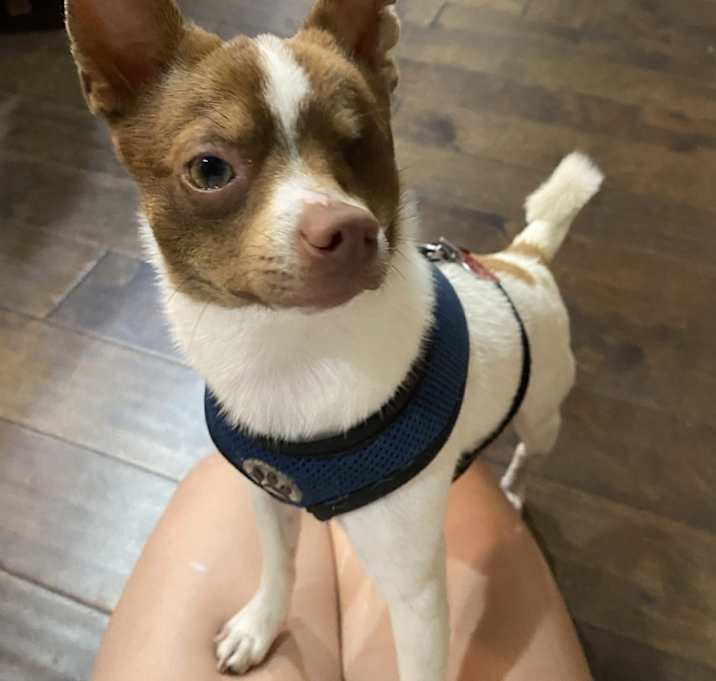 Photo of Pepper