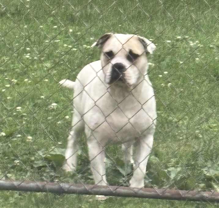 Photo of Lacey