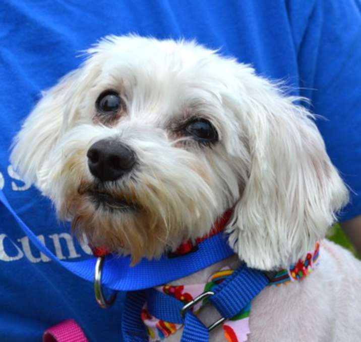Photo of Ivory (bonded w/Ebony)