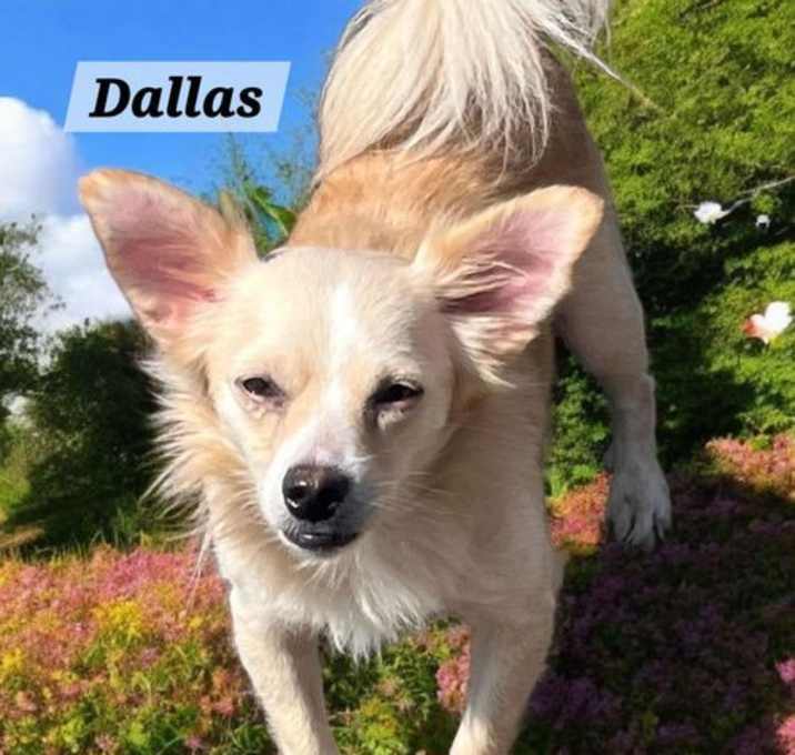 Photo of Dallas