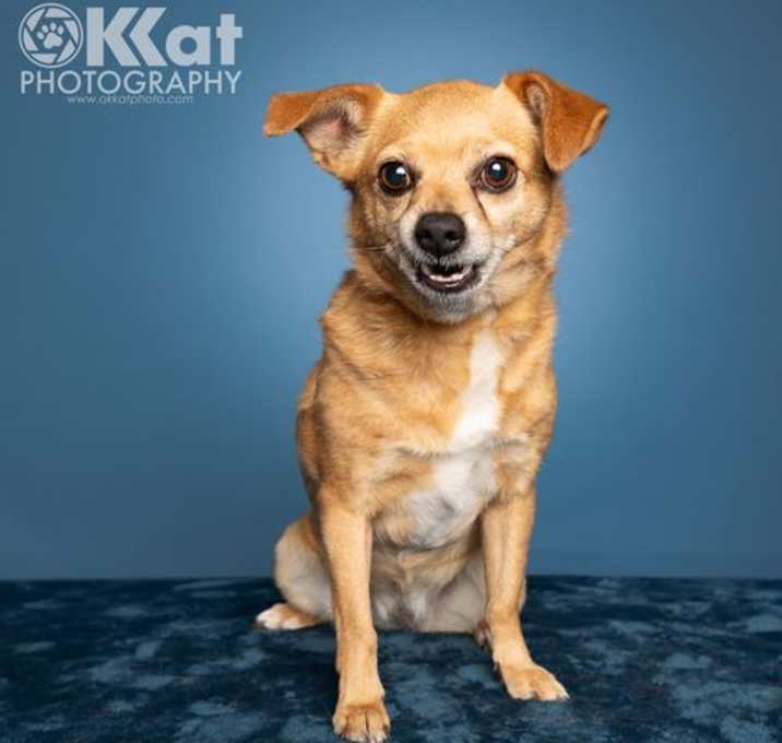 Photo of Brownie