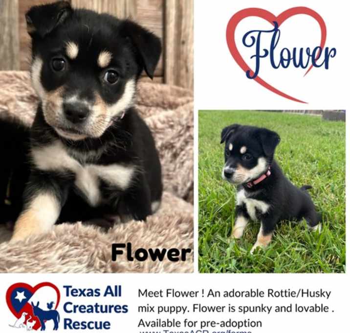 Photo of Flower