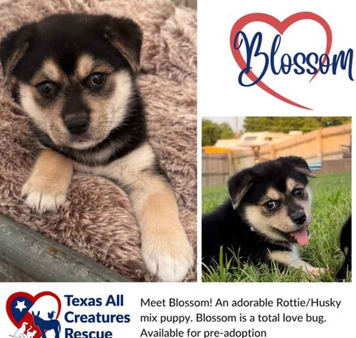 Photo of Blossom