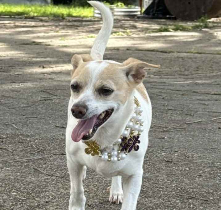 Photo of Roxy - Super Senior!