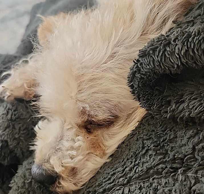 Photo of Teddy