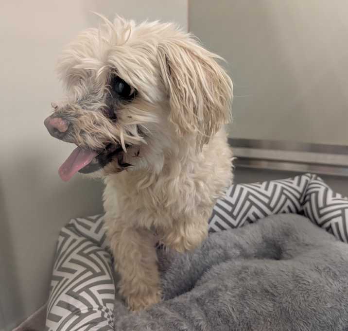Photo of IEPA-Stray-17422