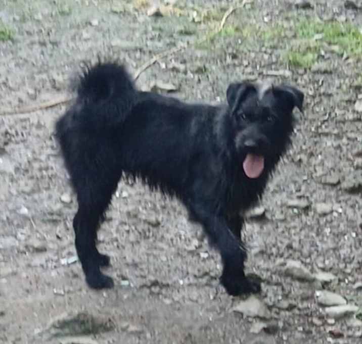 Photo of Spike