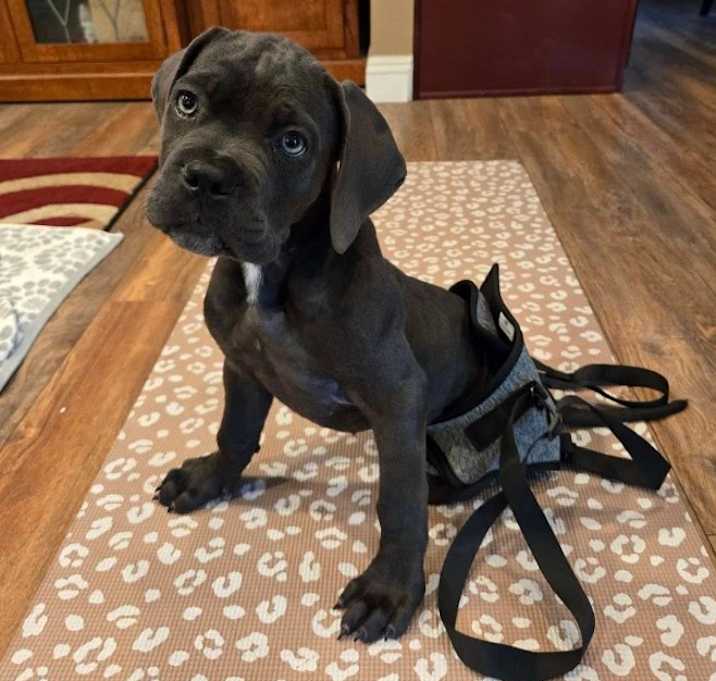 Photo of Oakley