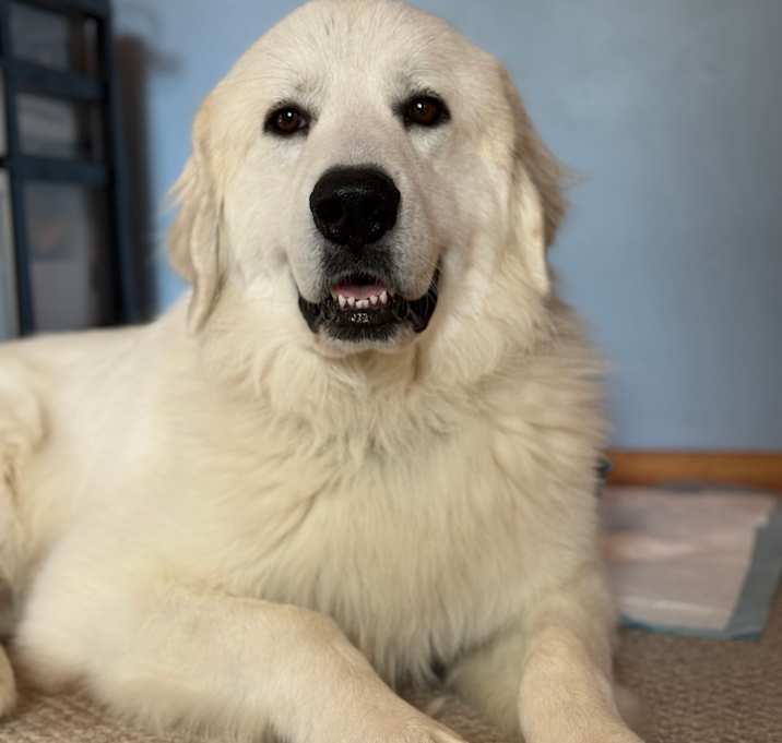 Photo of Thunder
