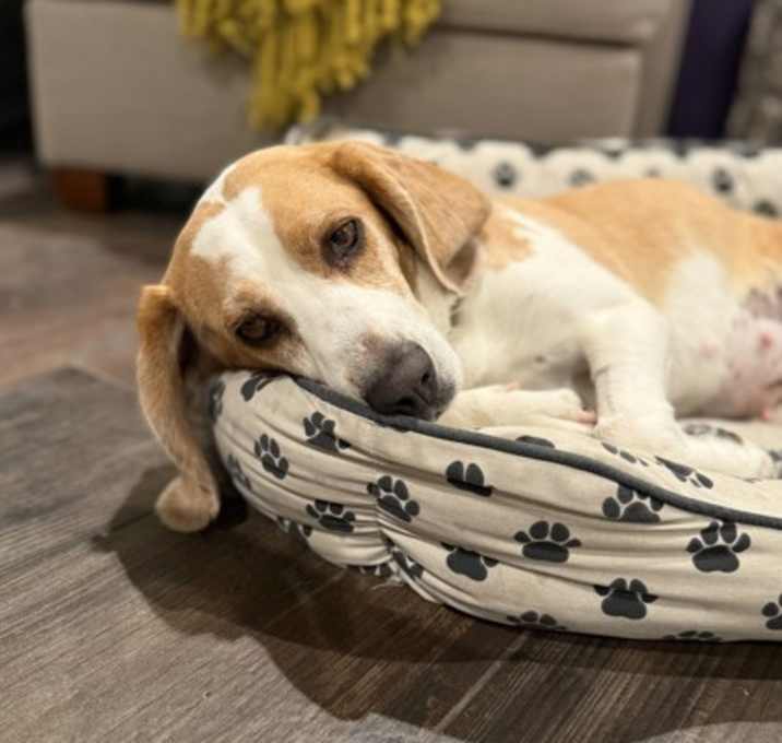 Photo of Madison (Maple)
