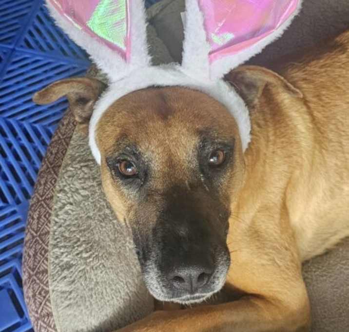Photo of Louise (LuLu)