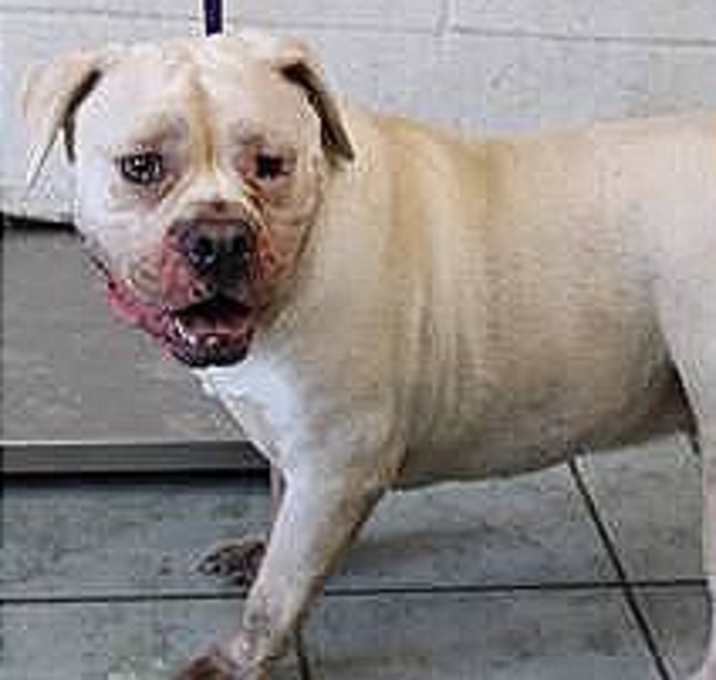 Photo of Buster AKA Brody
