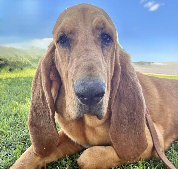 Photo of Rosco