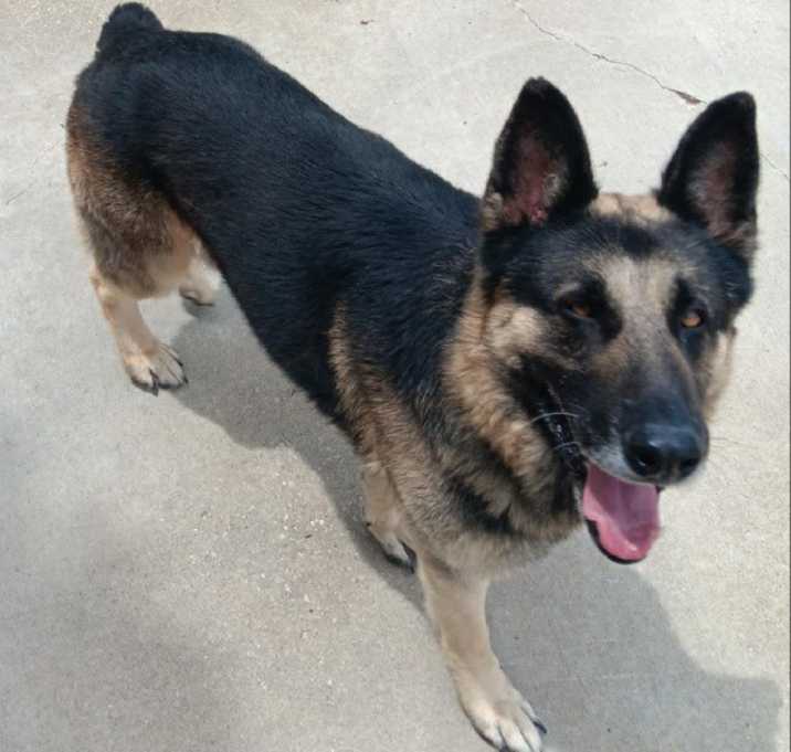 Photo of Hank