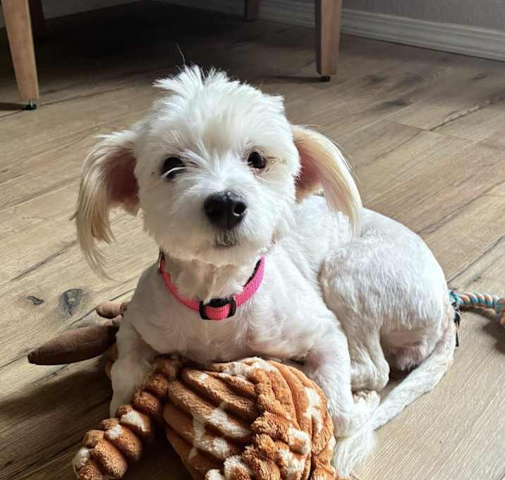 Photo of Junie
