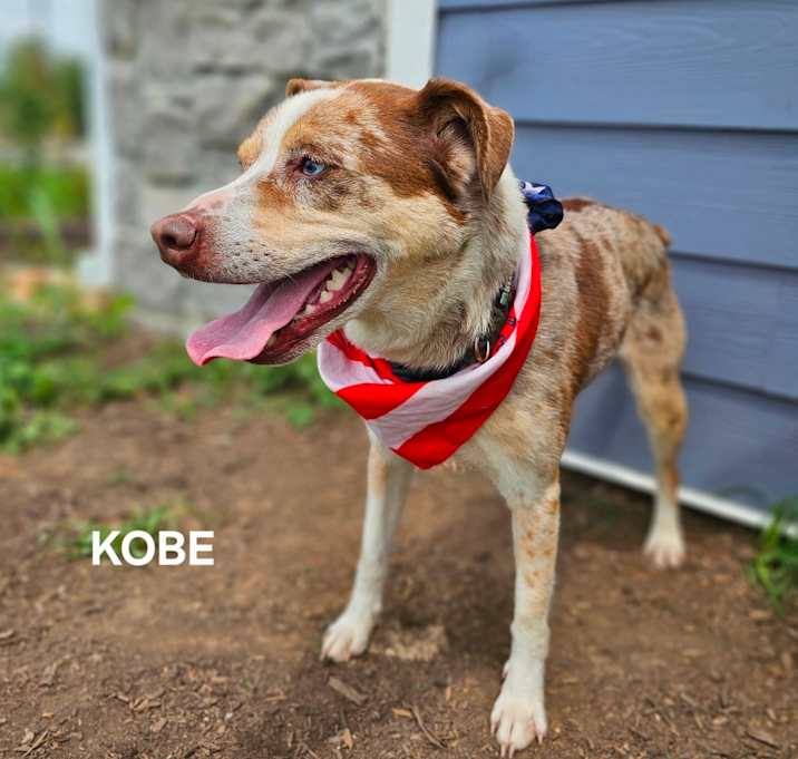Photo of Kobe