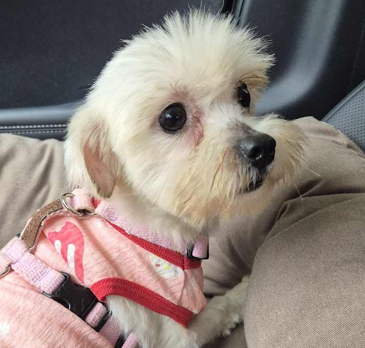 Photo of Lulu (HDS)