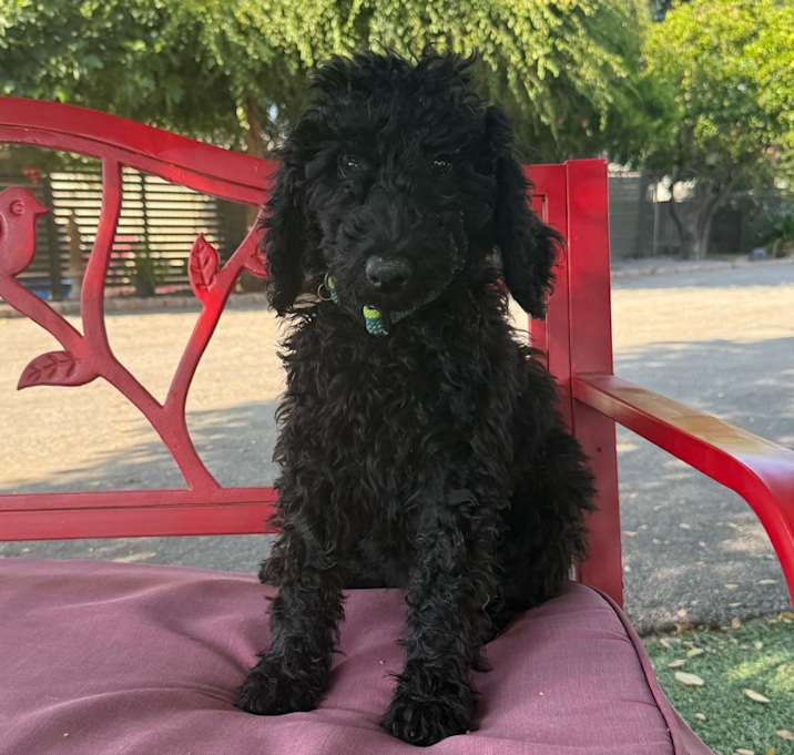 Photo of Abby