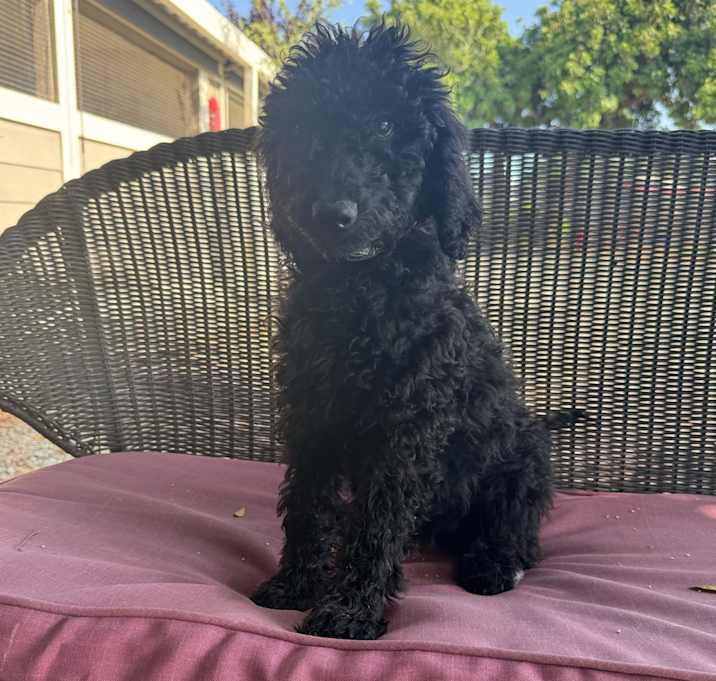 Photo of Cinder