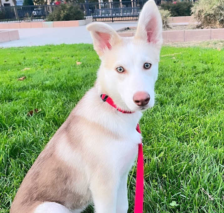 Photo of Phantom