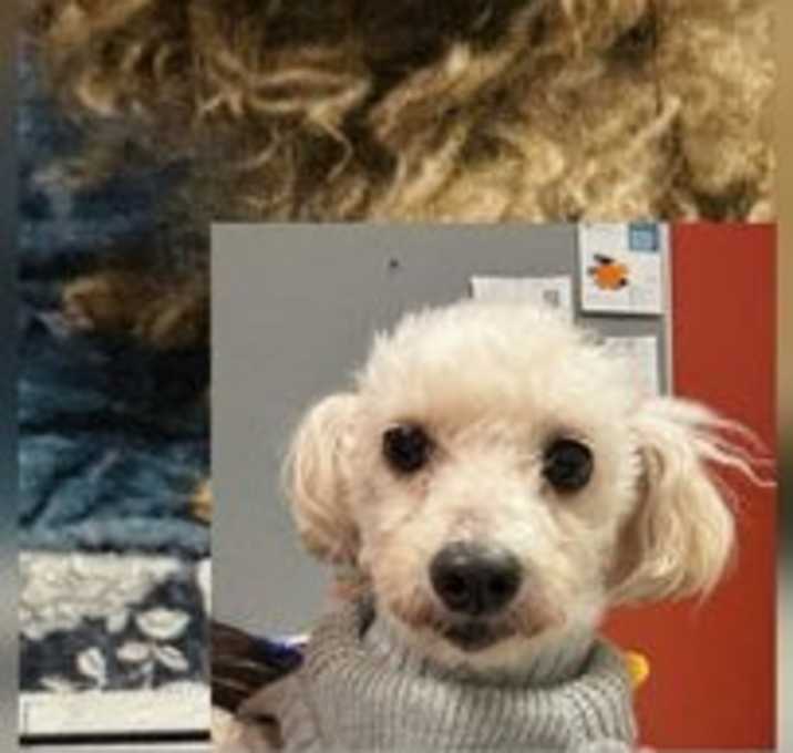 Photo of Luna