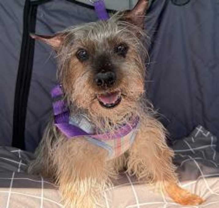 Photo of KOA