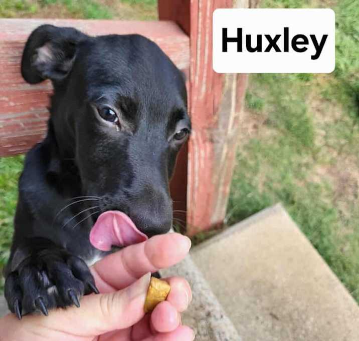 Photo of HUXLEY