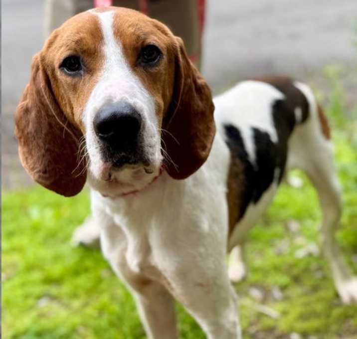 Photo of Gunner
