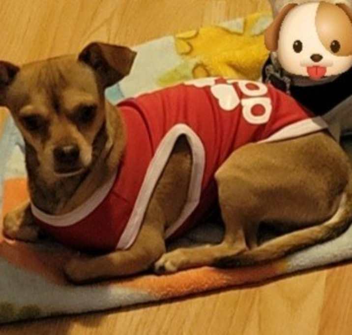 Photo of Pumba