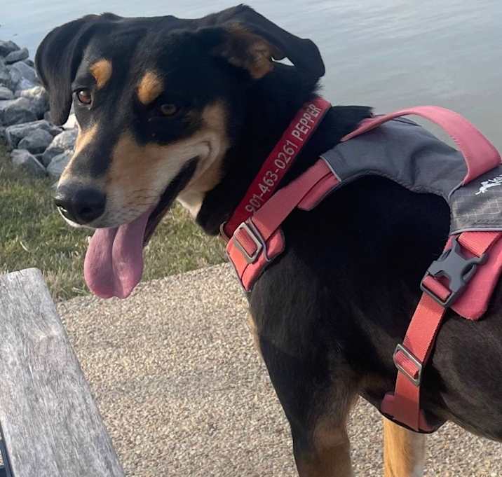Photo of Pepper