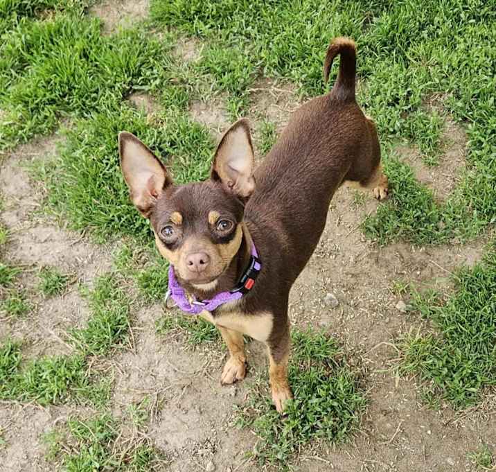 Photo of Raven