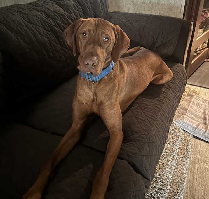 Photo of Cooper
