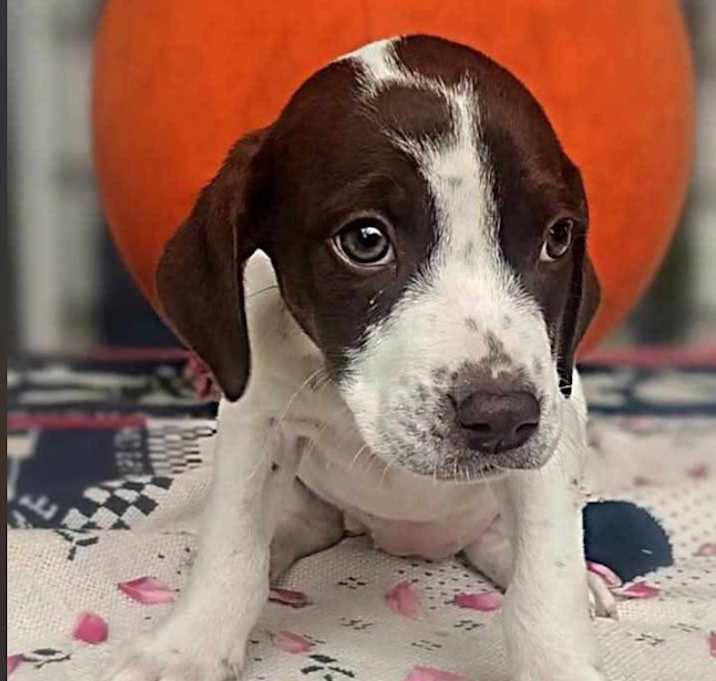 Photo of Trisha URGENT BABY GIRL!