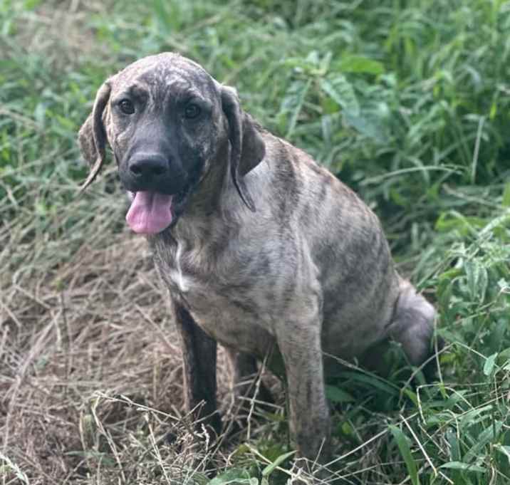 Photo of Fritter
