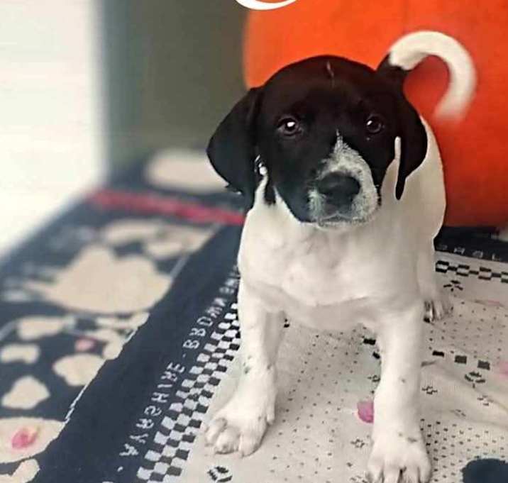 Photo of Ryan URGENT BABY NEEDS HELP !
