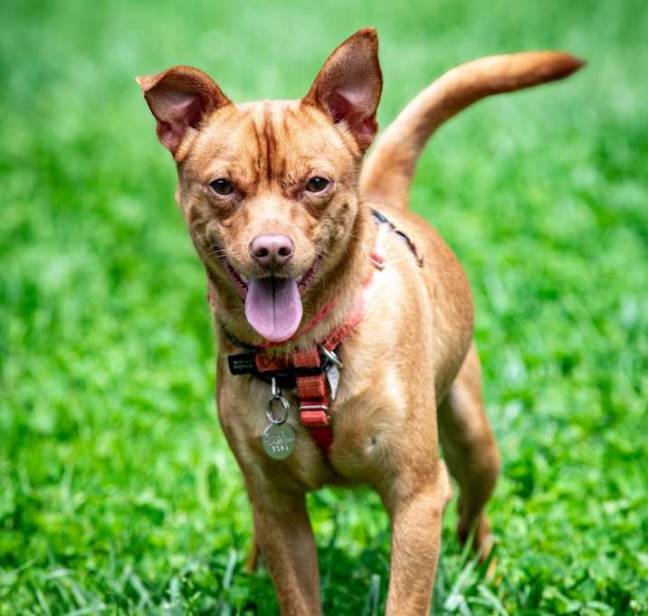Photo of Al Pupchino
