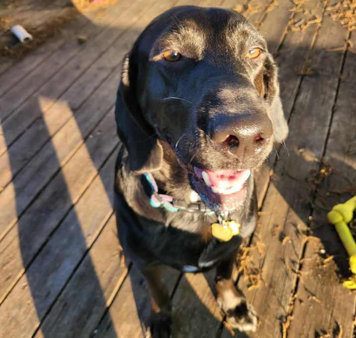Photo of Roscoe