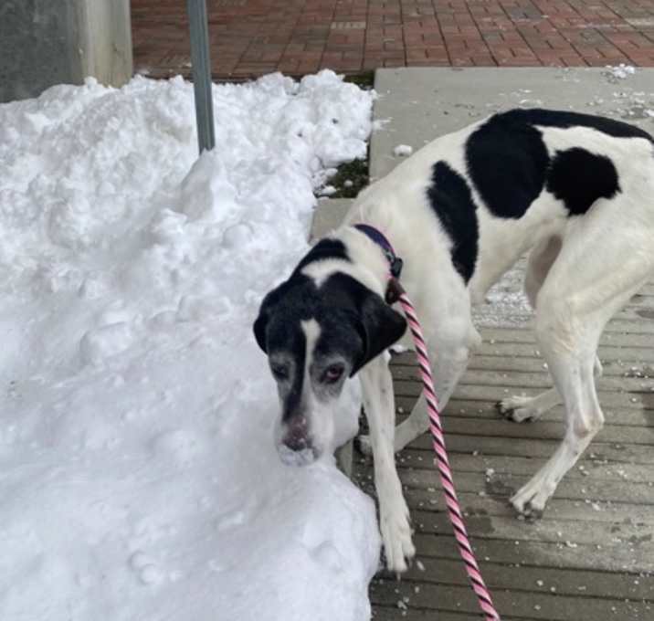 Photo of Elsie (in foster)