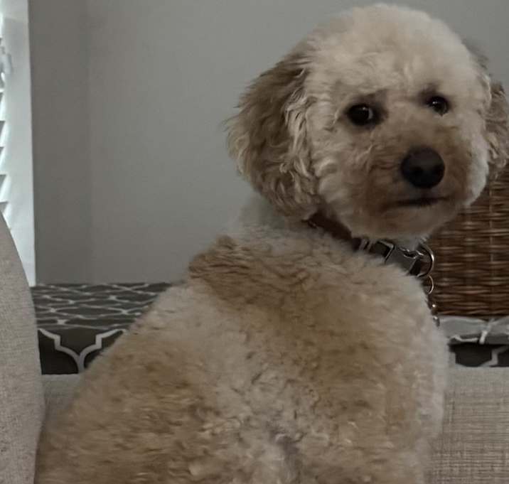 Photo of Marley