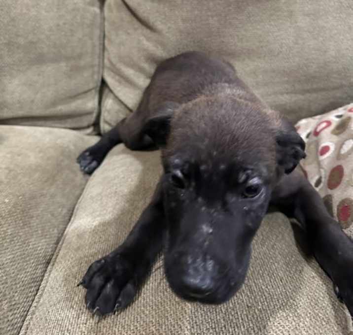 Photo of Rusty