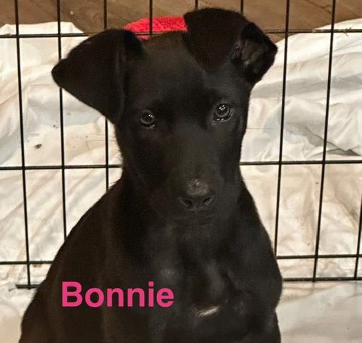 Photo of Bonnie