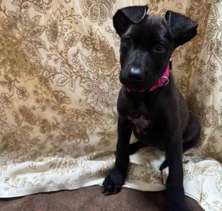 Photo of Daisy