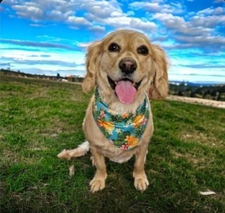 Photo of Olive