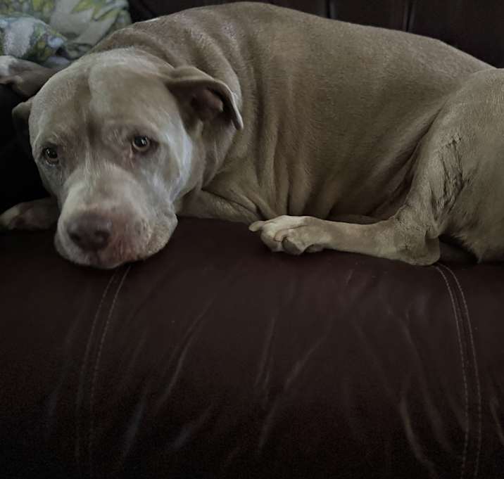 Photo of Lily